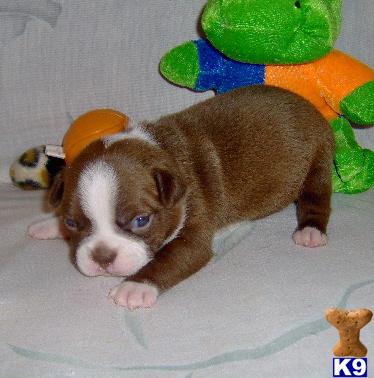 Boston Terrier Puppies for Sale